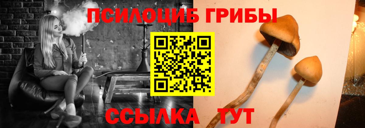 Псилоцибиновые грибы Psilocybe Брянск
